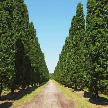 Дуб звичайний черешковий Фастігіата (Quercus robur Fastigiata) 01.071.009 фото