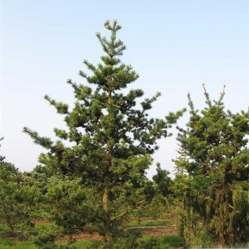 Сосна Банкса `Арктис`(Pinus banksiana Arktis) 02.003.468 фото