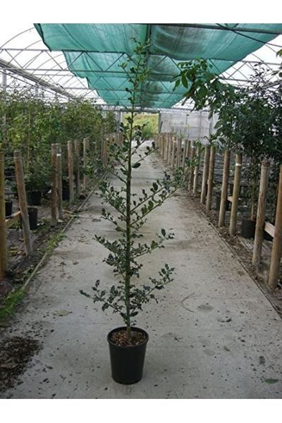 Падуб гостролистий Аляска(Ilex aquifolium Alaska) 01.048.034 фото
