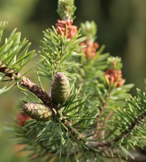 Сосна Банкса `Арктис`(Pinus banksiana Arktis) 02.003.468 фото