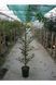 Падуб гостролистий Аляска(Ilex aquifolium Alaska) 01.048.034 фото 2
