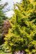 Кипарисовик туполистий Ауреа (Chamaecyparis obtusa Aurеa) 02.010.064 фото 4