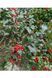 Падуб гостролистий Аляска(Ilex aquifolium Alaska) 01.048.034 фото 3