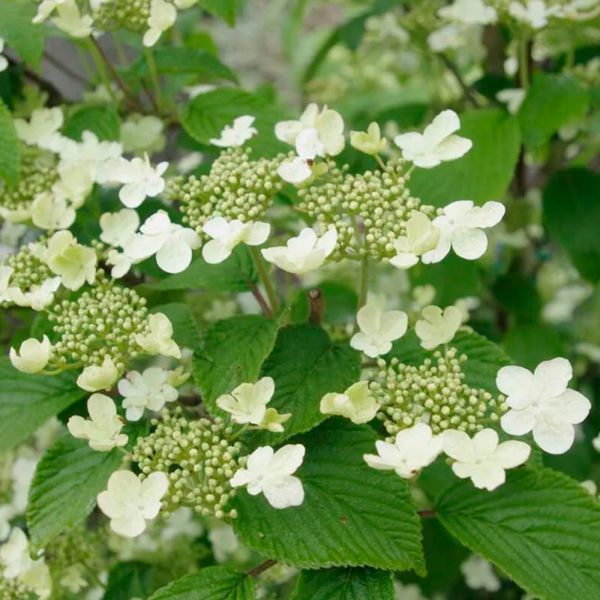 Калина складчаста &lsquo;Kilimandjaro&rsquo;(Viburnum plicatum Kilimandjaro) 01.049.009 фото