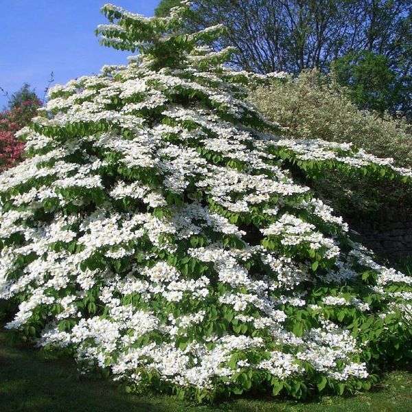 Калина складчаста &lsquo;Kilimandjaro&rsquo;(Viburnum plicatum Kilimandjaro) 01.049.009 фото