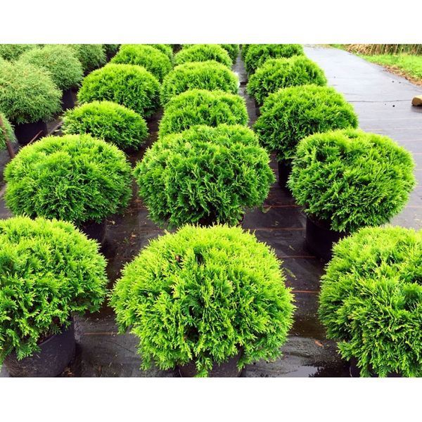 ТУЯ ЗАХІДНА 'ДАНІКА' (Thuja occidentalis Danica) 02.011.030 фото