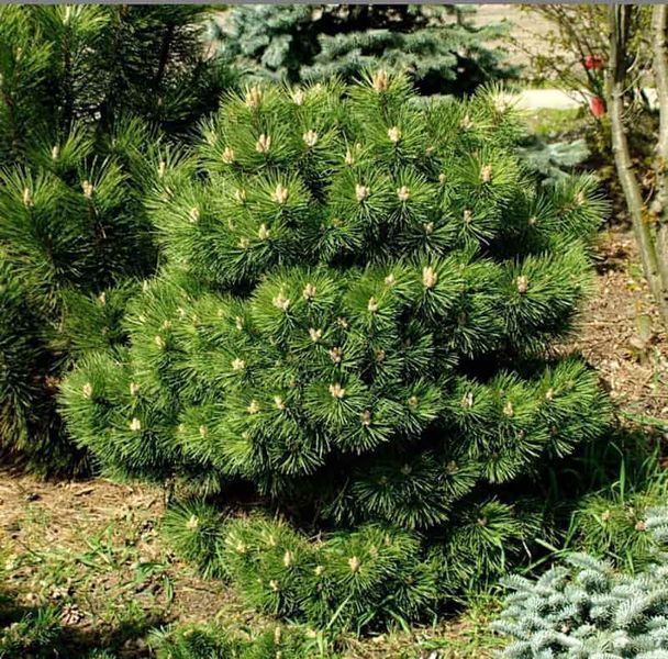 Сосна чорна Хорнібрукіана К/бонсай (Pinus nigra Hornibrookiana) 02.003.422 фото