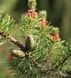 Сосна Банкса `Арктис`(Pinus banksiana Arktis) 02.003.468 фото 2