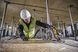 Пила дискова акумуляторна DeWALT DCS579NT DCS579NT фото 5