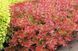 БАРБАРИС ТУНБЕРГА 'КОРАЛ'(Berberis thunbergii Coral) 01.030.001 фото 2