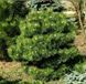 Сосна чорна Хорнібрукіана К/бонсай (Pinus nigra Hornibrookiana) 02.003.422 фото 2