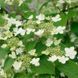 Калина складчаста &lsquo;Kilimandjaro&rsquo;(Viburnum plicatum Kilimandjaro) 01.049.009 фото 2