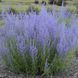 ПЕРОВСКІЯ ЛЕБЕДОЛИСТА (Perovskia atriplicifolia) 03.016.003 фото 1