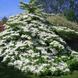 Калина складчаста &lsquo;Kilimandjaro&rsquo;(Viburnum plicatum Kilimandjaro) 01.049.009 фото 3