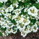 Калина складчаста &lsquo;Kilimandjaro&rsquo;(Viburnum plicatum Kilimandjaro) 01.049.009 фото 1