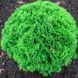 ТУЯ ЗАХІДНА 'ДАНІКА' (Thuja occidentalis Danica) 02.011.030 фото 1