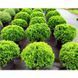 ТУЯ ЗАХІДНА 'ДАНІКА' (Thuja occidentalis Danica) 02.011.030 фото 2