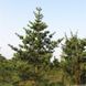 Сосна Банкса `Арктис`(Pinus banksiana Arktis) 02.003.468 фото 1