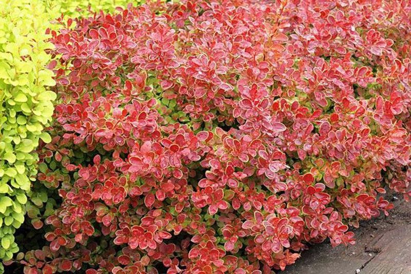БАРБАРИС ТУНБЕРГА 'КОРАЛ'(Berberis thunbergii Coral) 01.030.001 фото