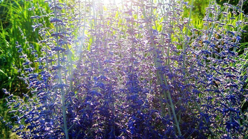ПЕРОВСКІЯ ЛЕБЕДОЛИСТА (Perovskia atriplicifolia) 03.016.003 фото
