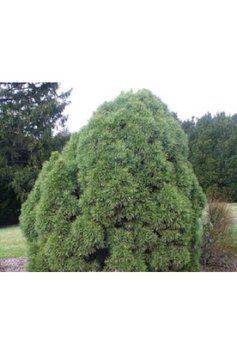 Сосна звичайна Глобоза Вiрiдiз (Pinus sylvestris Globosa Viridis) 02.003.427 фото