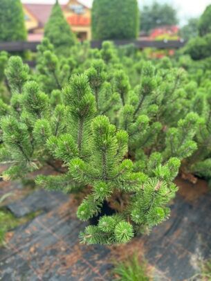 Сосна гірська К/бонсай 1 (Pinus mugo 1) 02.003.117 фото