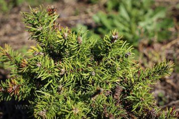 СОСНА БАНКСА БАНСКА СТАВНИЦА К (Pinus banksiana Banska Stavnica C) 02.003.431 фото