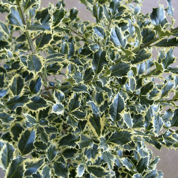 Падуб гостролистий Argentea Marginata (Ilex aquifolium Alaska) 01.048.035 фото