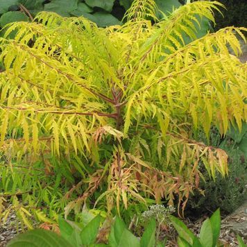 СУМАХ ПУХНАСТИЙ ''ТАЙГЕР АЙЗ' (Rhus typhina Tiger Eyes) 01.081.003 фото
