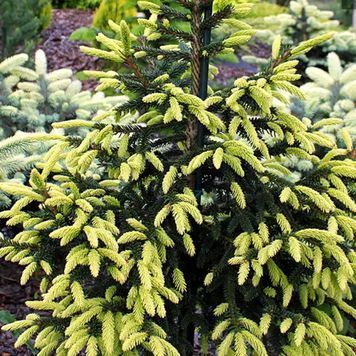 Ялина східна Ауреоспіката (Picea orientalis Aureospicata) 02.002.232 фото