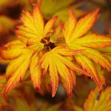 КЛЕН ПАЛЬМОЛИСТИЙ 'ОРАНЖ ДРІМ' (Acer palmatum Orange Dream) 01.001.033 фото