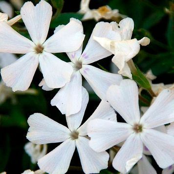 Флокс шилоподібний(Phlox subulata) 03.027.002 фото