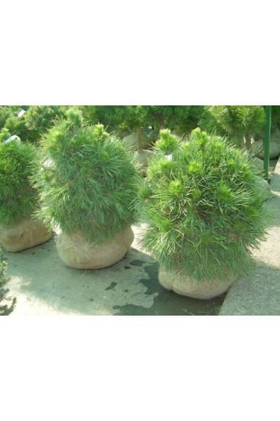 Сосна звичайна Глобоза Вiрiдiз (Pinus sylvestris Globosa Viridis) 02.003.427 фото