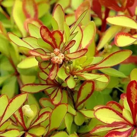 Барбарис тунберга Діаболікум (Berberis thunbergii Diabolicum) 01.030.030 фото