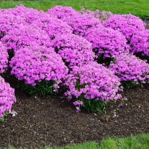 Флокс шилоподібний(Phlox subulata) 03.027.002 фото