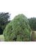 Сосна звичайна Глобоза Вiрiдiз (Pinus sylvestris Globosa Viridis) 02.003.427 фото 1