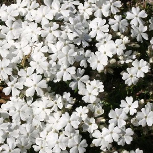 Флокс шилоподібний(Phlox subulata) 03.027.002 фото