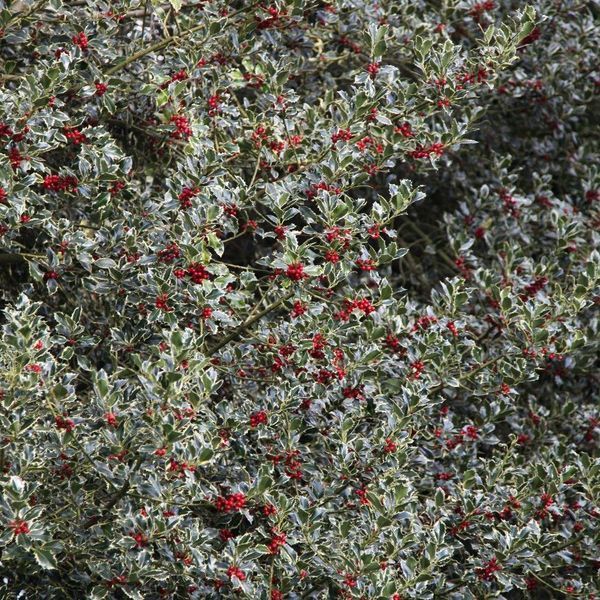 Падуб гостролистий Argentea Marginata (Ilex aquifolium Alaska) 01.048.035 фото