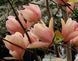 Магнолія &lsquo;Flamingo&rsquo;(Magnolia Flamingo) 01.003.126 фото 3