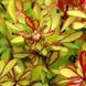 Барбарис тунберга Діаболікум (Berberis thunbergii Diabolicum) 01.030.030 фото 2