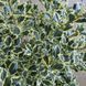 Падуб гостролистий Argentea Marginata (Ilex aquifolium Alaska) 01.048.035 фото 1