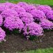 Флокс шилоподібний(Phlox subulata) 03.027.002 фото 3
