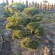 Сосна гірська К/бонсай 1 (Pinus mugo 1) 02.003.117 фото 1