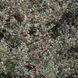Падуб гостролистий Argentea Marginata (Ilex aquifolium Alaska) 01.048.035 фото 2