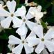Флокс шилоподібний(Phlox subulata) 03.027.002 фото 1