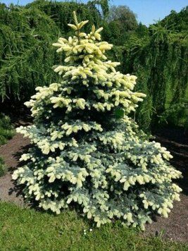 ЯЛИНА колюча 'Б'ЯЛОБОК' (Picea pungens Bialobok) 02.002.070 фото