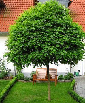 РОБІНІЯ ПСЕВДОАКАЦІЯ 'УМБРАКУЛІФЕРА' (К/Ст (Robinia pseudoacacia Umbraculifera) 01.060.002 фото