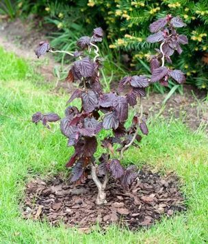 Ліщина звичайна Ред Маджестік (Corylus avellana Red Magestic) 01.046.005 фото