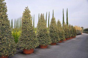 Падуб гостролистий Argentea Marginata (Ilex aquifolium Argentea Marginata) 01.048.005 фото