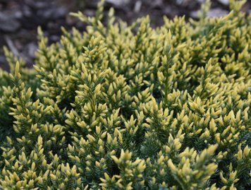 ЯЛІВЕЦЬ ЛУСКАТИЙ 'ДРІМ ДЖОЙ' (Juniperus squamata Dream Joy) 02.009.073 фото